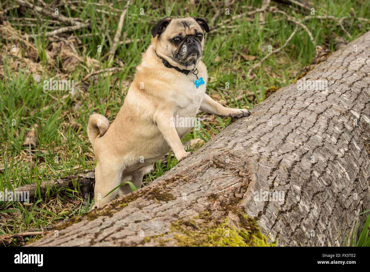 Fawn-colorato Pug, Buddy, circa a saltare su un albero caduto nel Parco Marymoor a Redmond, Washington, Stati Uniti d'America Foto Stock