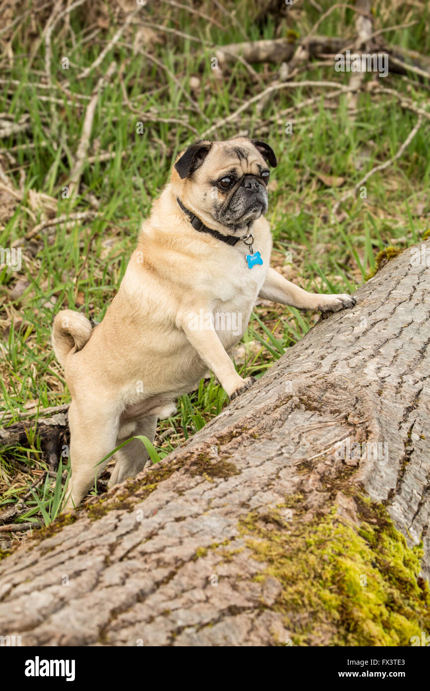 Fawn-colorato Pug, Buddy, circa a saltare su un albero caduto nel Parco Marymoor a Redmond, Washington, Stati Uniti d'America Foto Stock