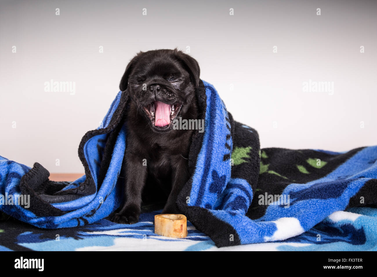 Fitzgerald, 10 settimane vecchio nero Pug cucciolo sbadigliare e avvolto a ricciolo in una coperta in Issaquah, Washington, Stati Uniti d'America Foto Stock