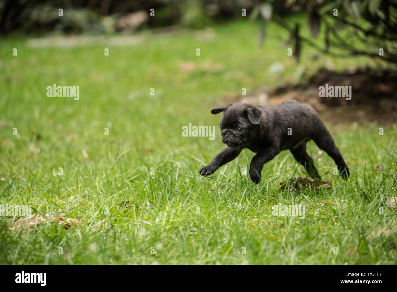 Fitzgerald, 10 settimane vecchio nero Pug cucciolo scherzosamente correre e saltare in aria nel cortile prato Foto Stock