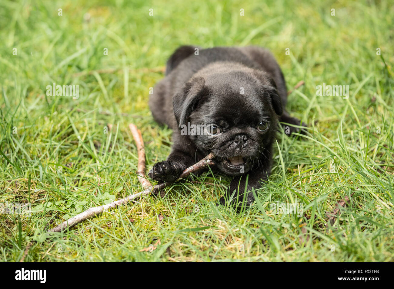 Fitzgerald, 10 settimane vecchio nero Pug cucciolo masticare su un bastone mentre appoggia sul prato in Issaquah, Washington, Stati Uniti d'America Foto Stock