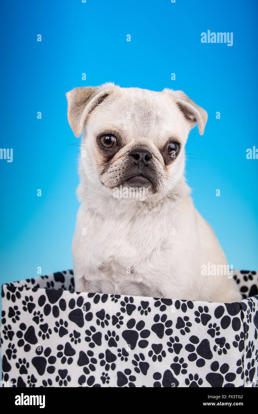 Max, un bianco Pug cucciolo, seduta in una zampa-scatola stampata in Issaquah, Washington, Stati Uniti d'America Foto Stock