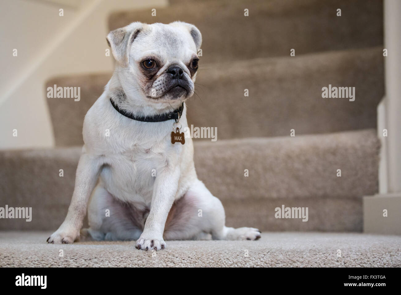 Max, un bianco Pug cucciolo seduti sulle scale tappezzate in Issaquah, Washington, Stati Uniti d'America Foto Stock