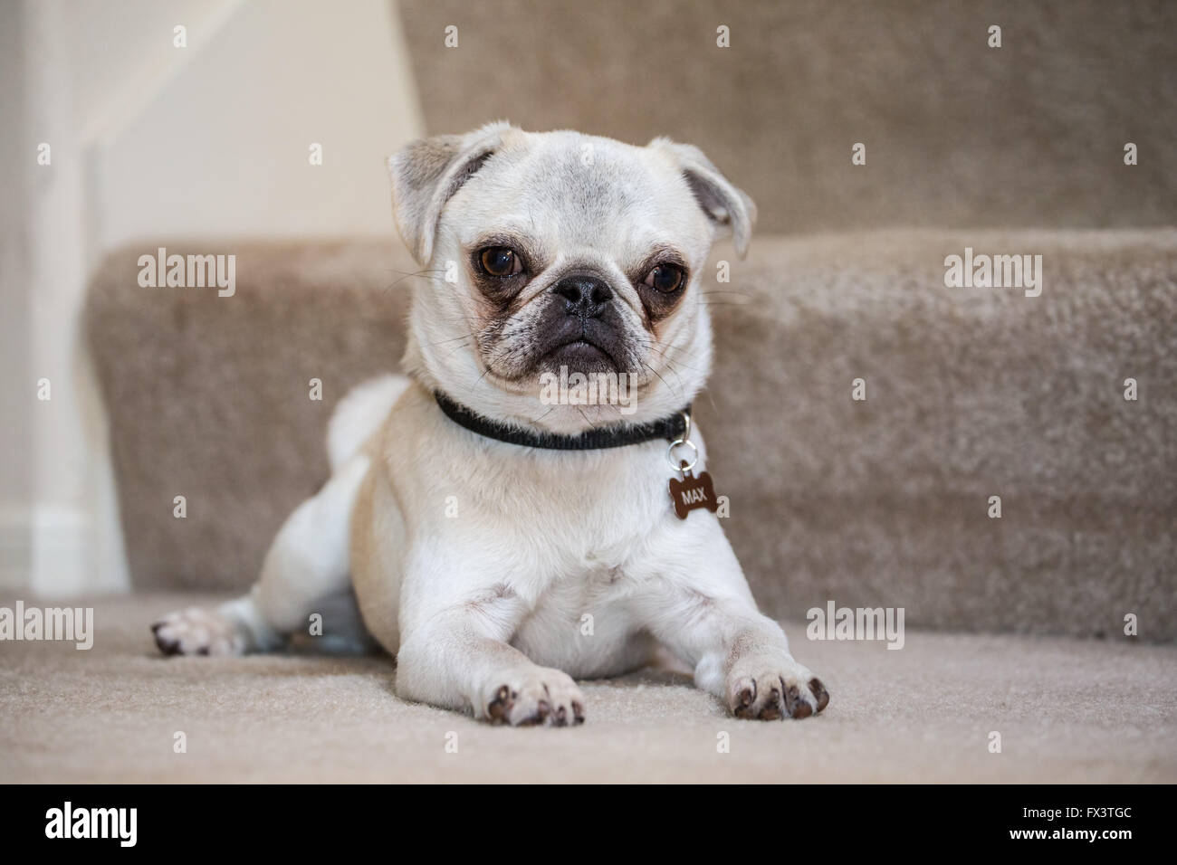 Max, un bianco Pug cucciolo, giacente su Scale tappezzate in Issaquah, Washington, Stati Uniti d'America Foto Stock