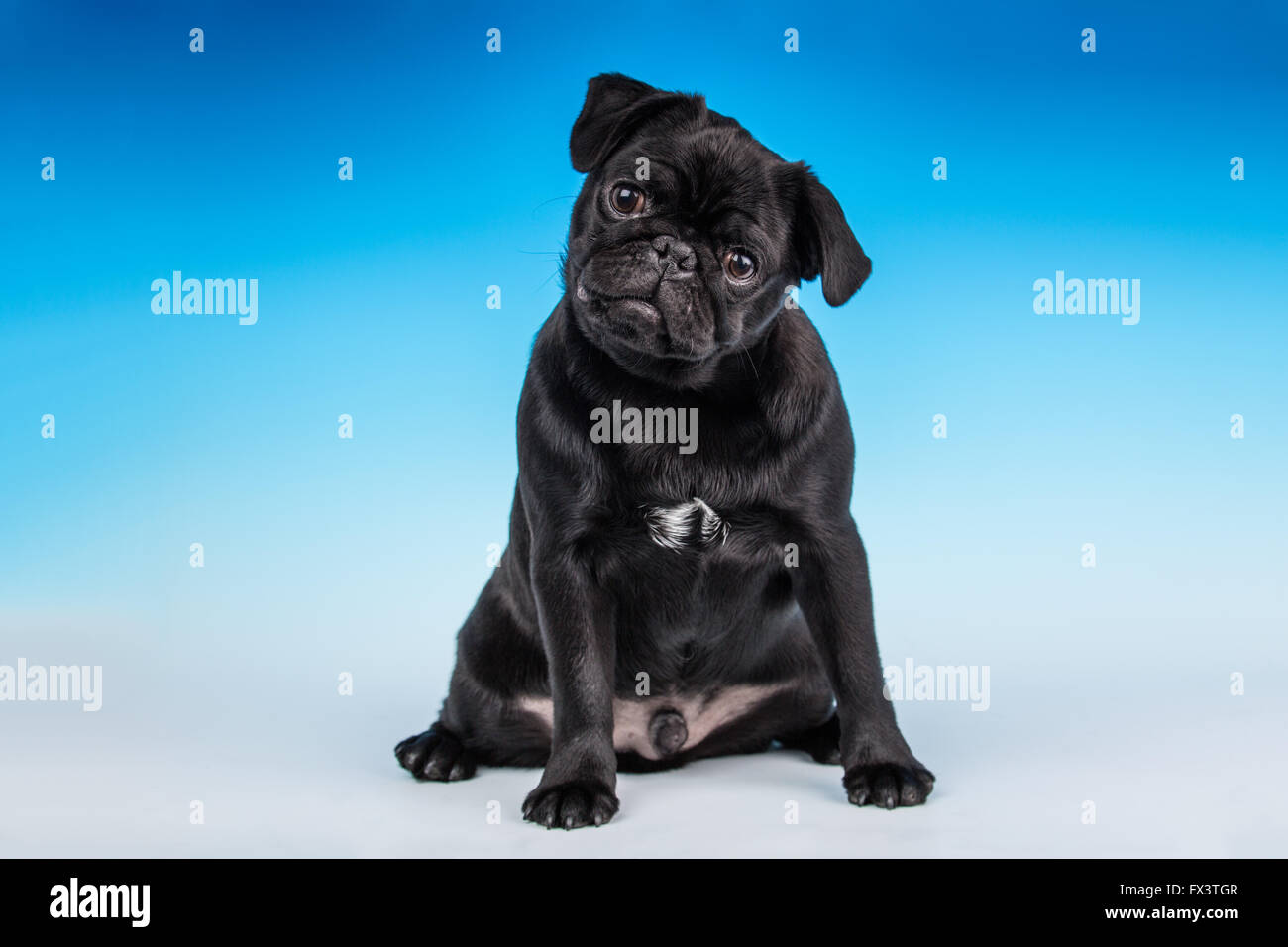 Kato, un nero Pug cucciolo seduto in Issaquah, Washington, Stati Uniti d'America Foto Stock