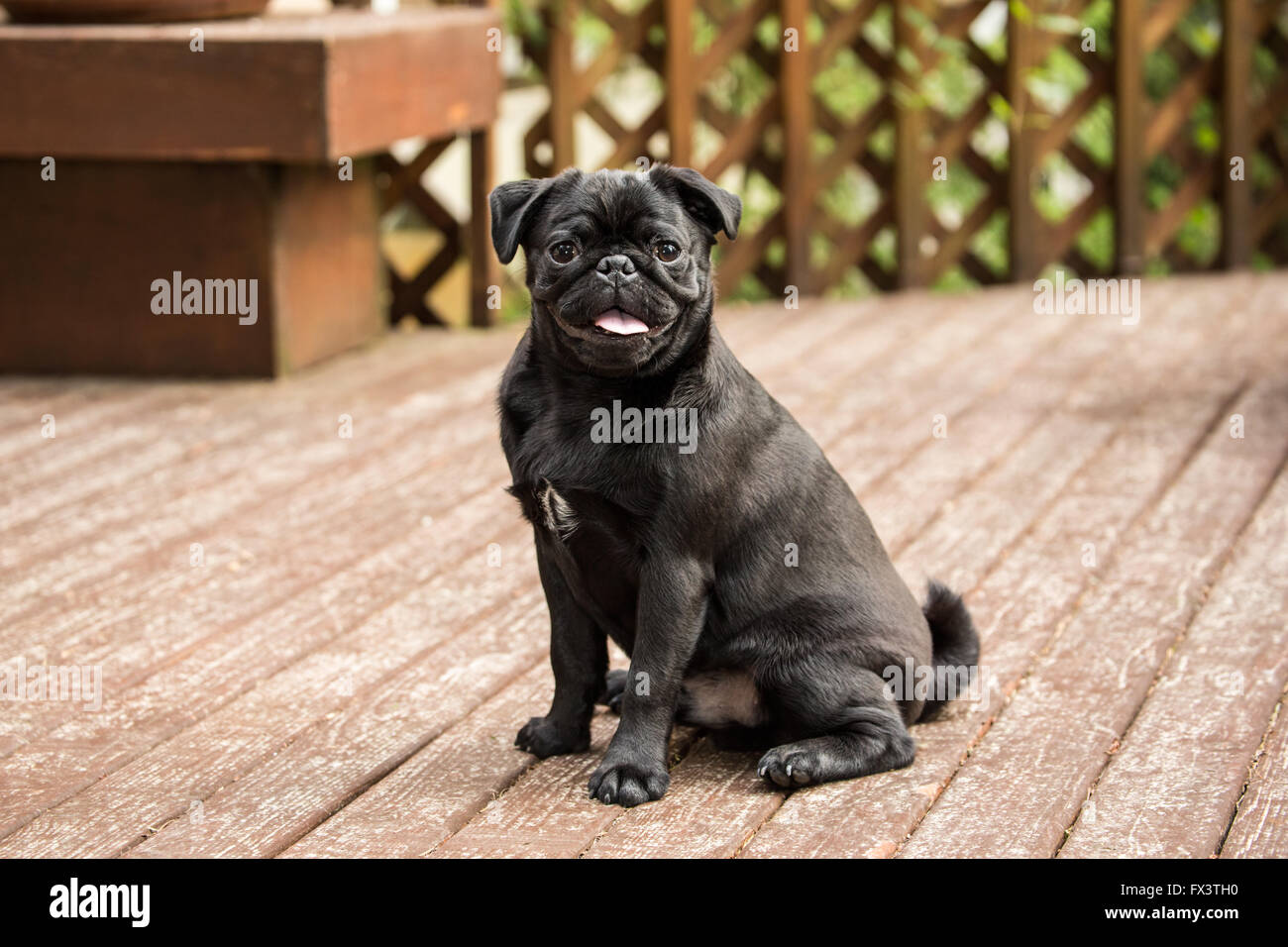 Kato, un nero Pug cucciolo seduto su un deck di cedro in Issaquah, Washington, Stati Uniti d'America Foto Stock