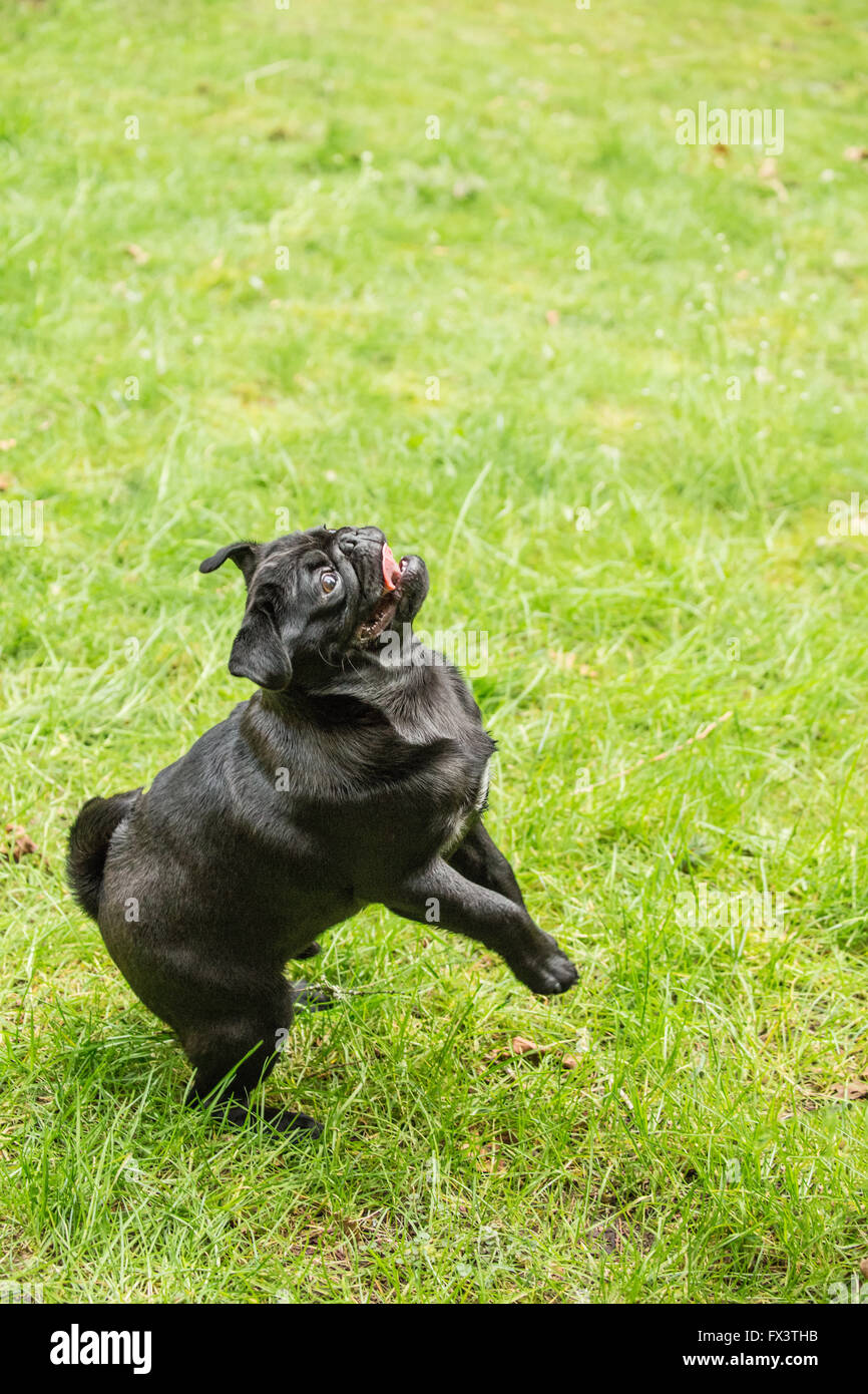 Kato, un nero Pug cucciolo il salto da prato, Issaquah, Washington, Stati Uniti d'America Foto Stock