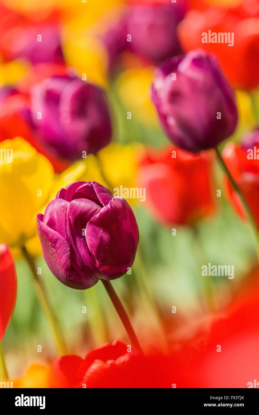 Tulip garden a Roozengaarde in Mount Vernon, Washington, Stati Uniti d'America Foto Stock