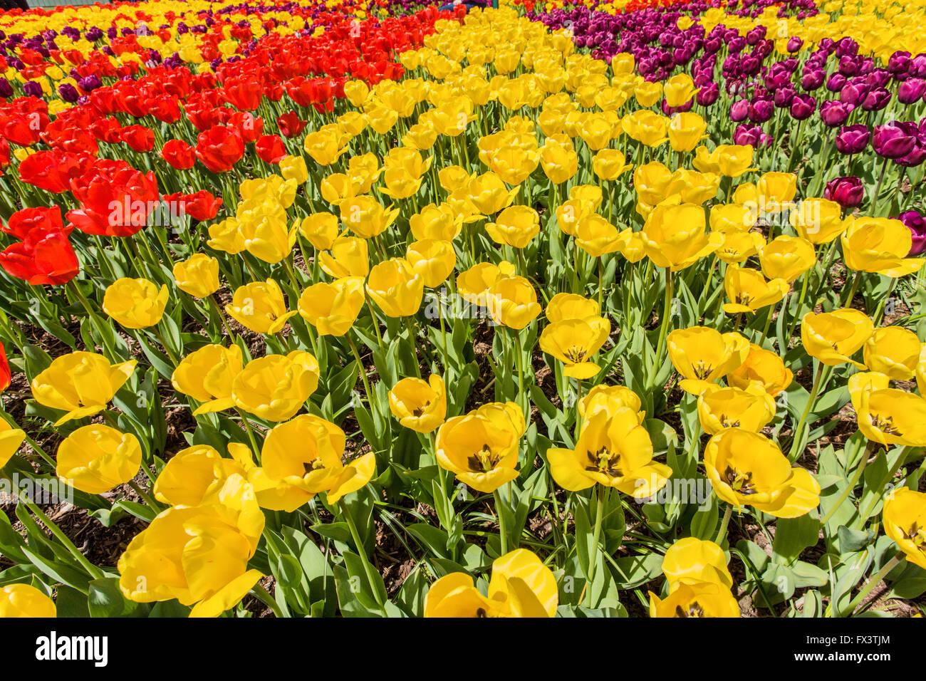 Tulip garden a Roozengaarde in Mount Vernon, Washington, Stati Uniti d'America Foto Stock