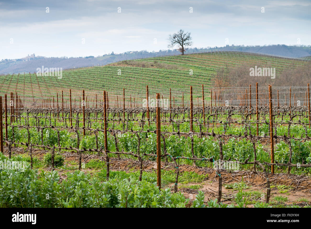 Vigneto in primavera, Maremma Toscana, provincia di Grosseto, Toscana, Italia, Europa Foto Stock