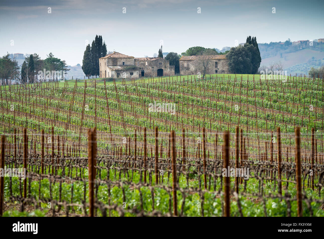 Vigneto in primavera, Maremma Toscana, provincia di Grosseto, Toscana, Italia, Europa Foto Stock