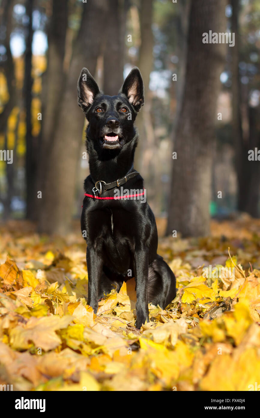 Nero lucido cane femmina in rosso il collare è seduto in foglie di autunno. Foto Stock