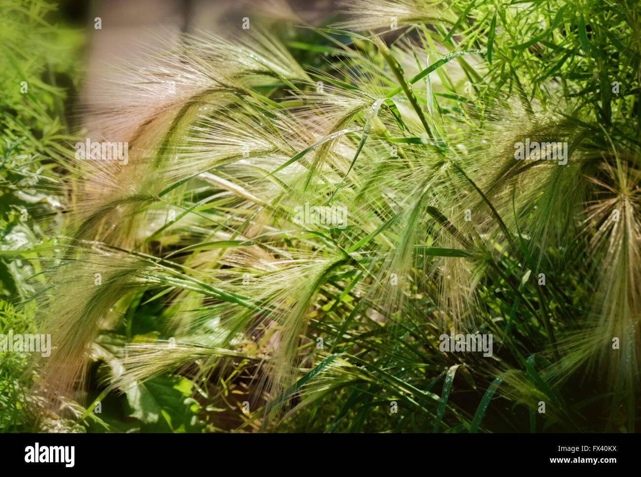 Bellezza decorativa spighe di grano in estate giardino soleggiato Foto Stock