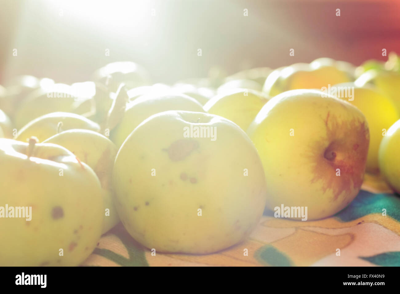 Bellezza antonovka verde le mele di raggi di sole Foto Stock