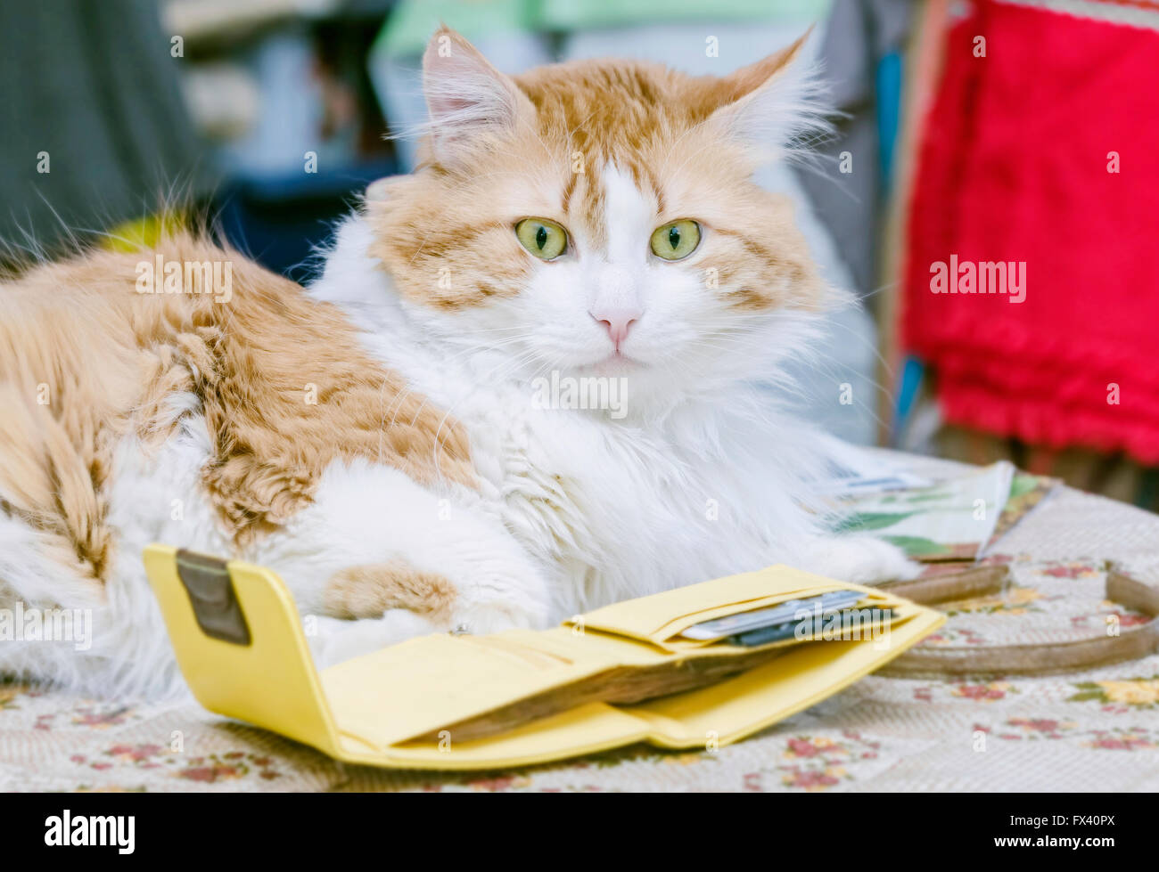 Orenge cat e portamonete giallo nella camera di luce Foto Stock