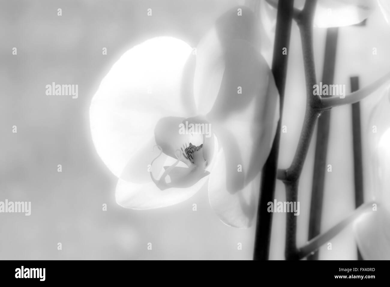 Nice white orchid che fiorisce in luce e nero e a colori Foto Stock