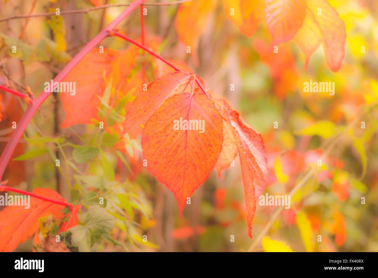 Sogno di foglie di autunno a tempo soleggiato Foto Stock