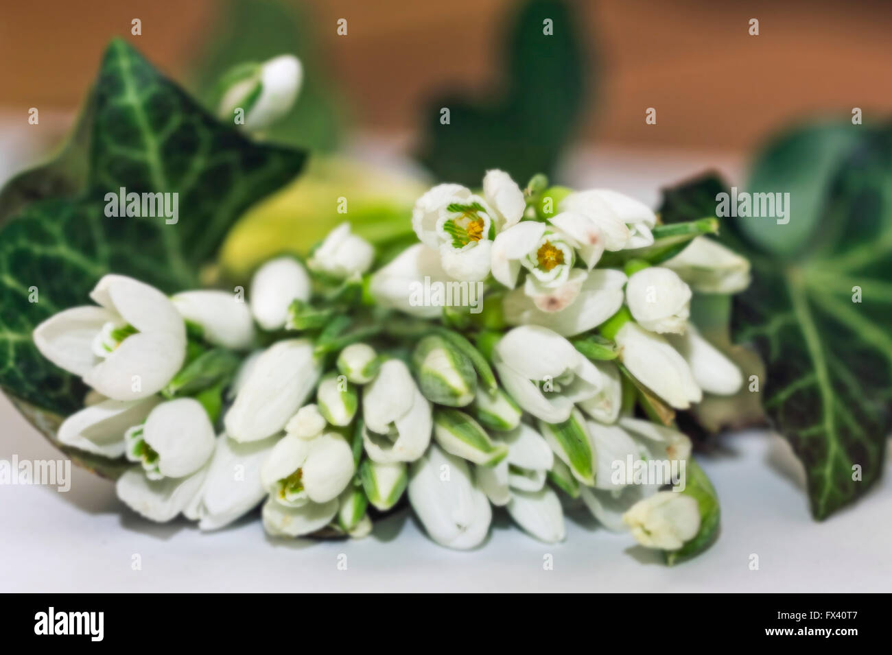 Era fresca e i bianchi bucaneve come la primavera sorpresa Foto Stock