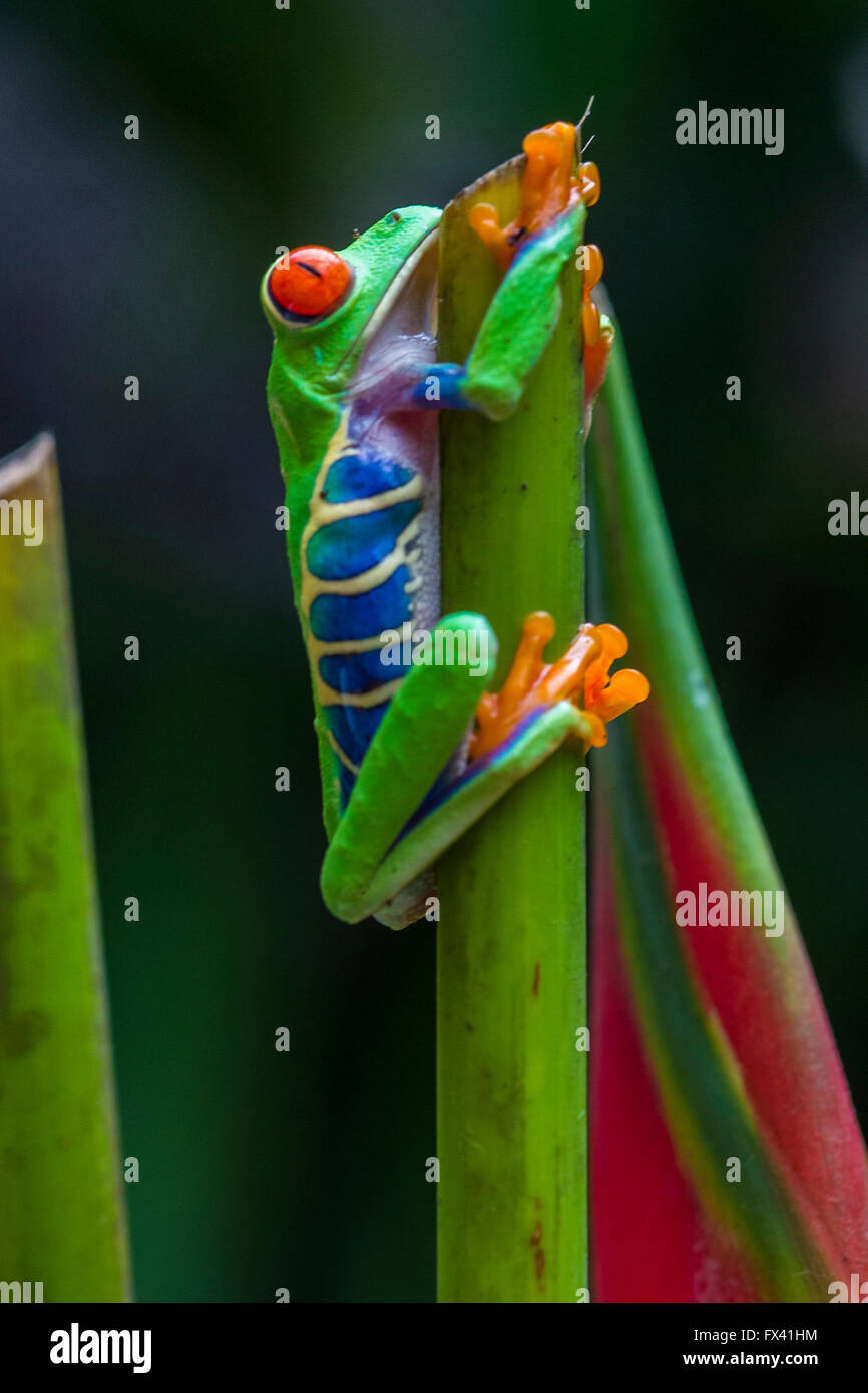 Red-Eyed Raganella in Costa Rica rain forest Foto Stock