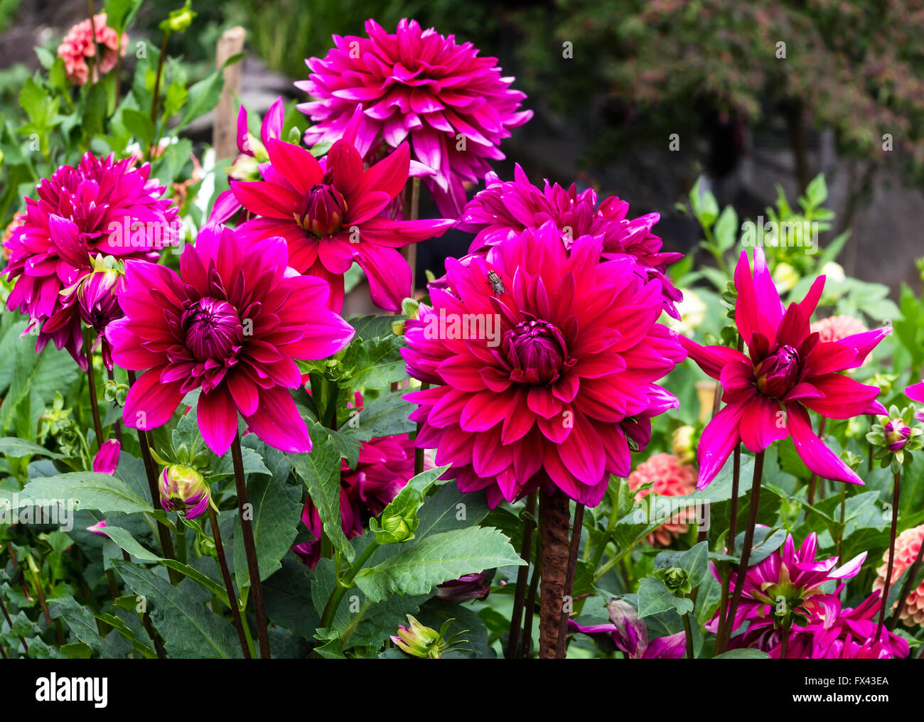 Viola scuro e rosso dalie in un giardino Foto Stock