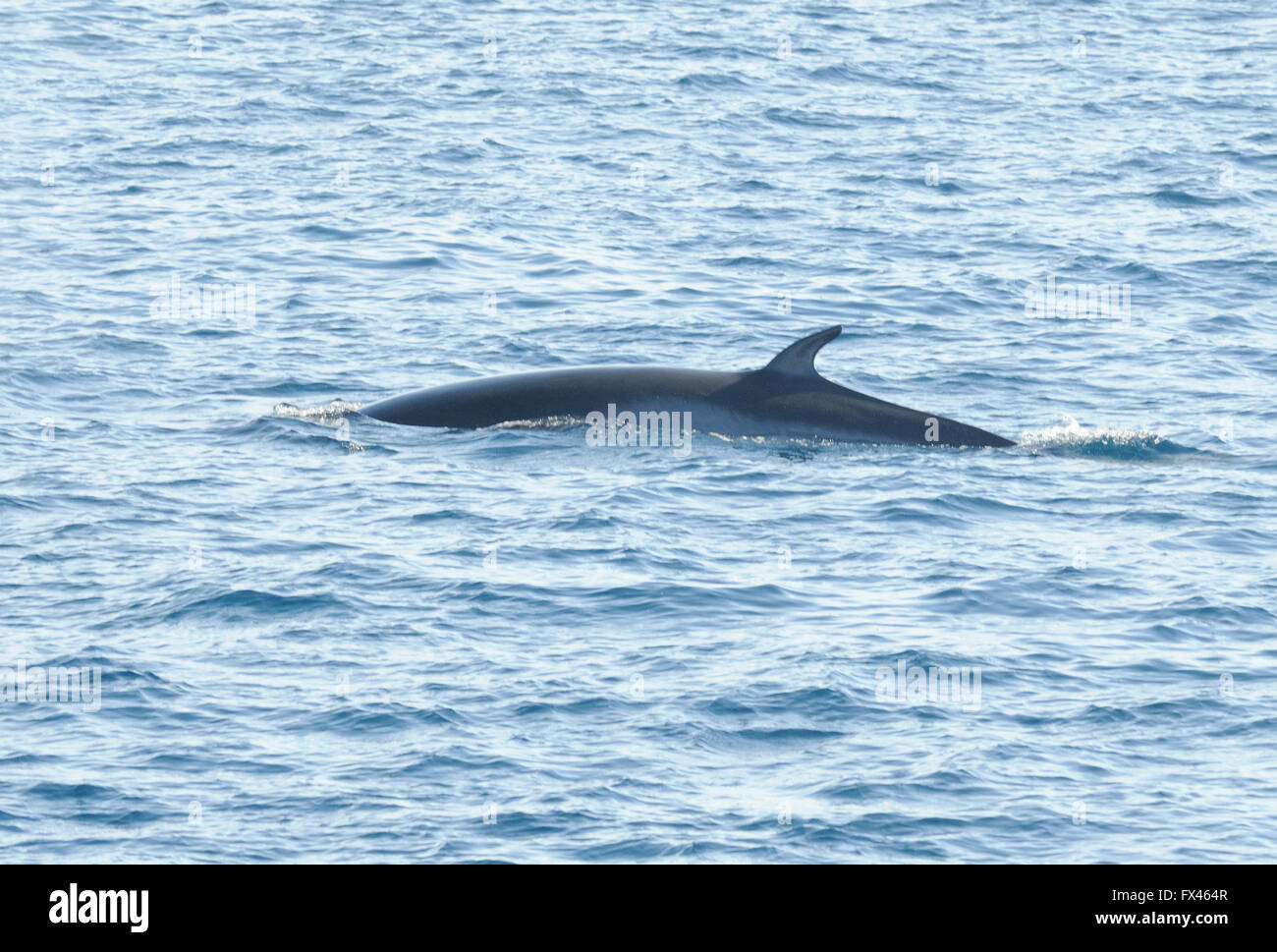 Il dorso e la pinna dorsale di un Antartico Minke Whale (Balaenoptera bonaerensis). Speranza Bay, Trinità Penisola Antartica Foto Stock