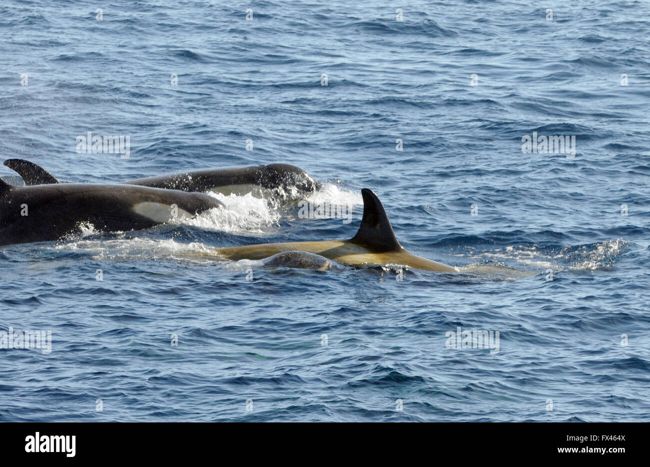 Le orche assassine o orcas (Orcinus orca). Questi sono di tipo B Orcas. Speranza Bay, Trinità Penisola, Penisola Antartica, Antartide. Foto Stock