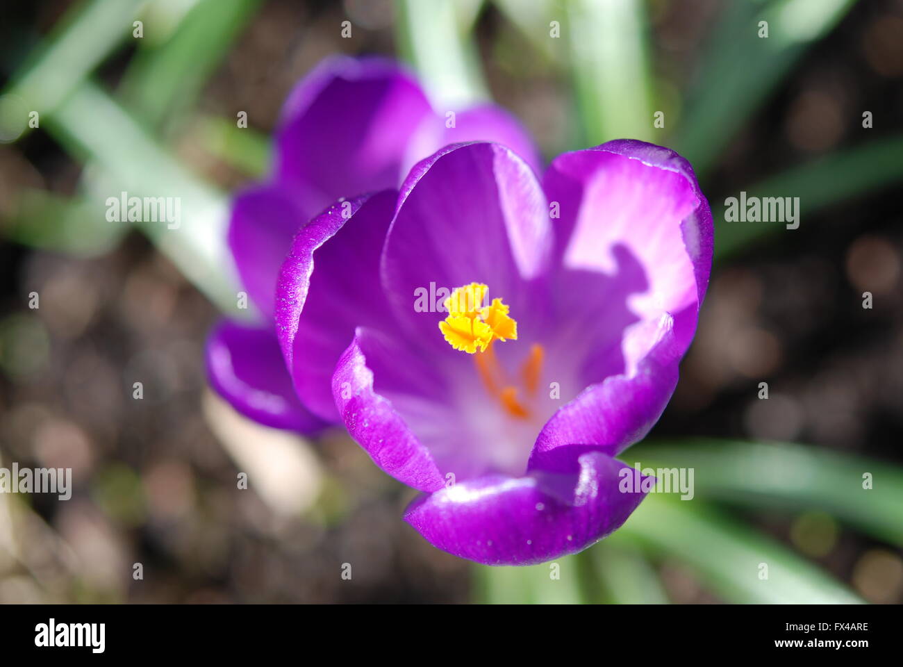 Crocus viola in vista macro Foto Stock