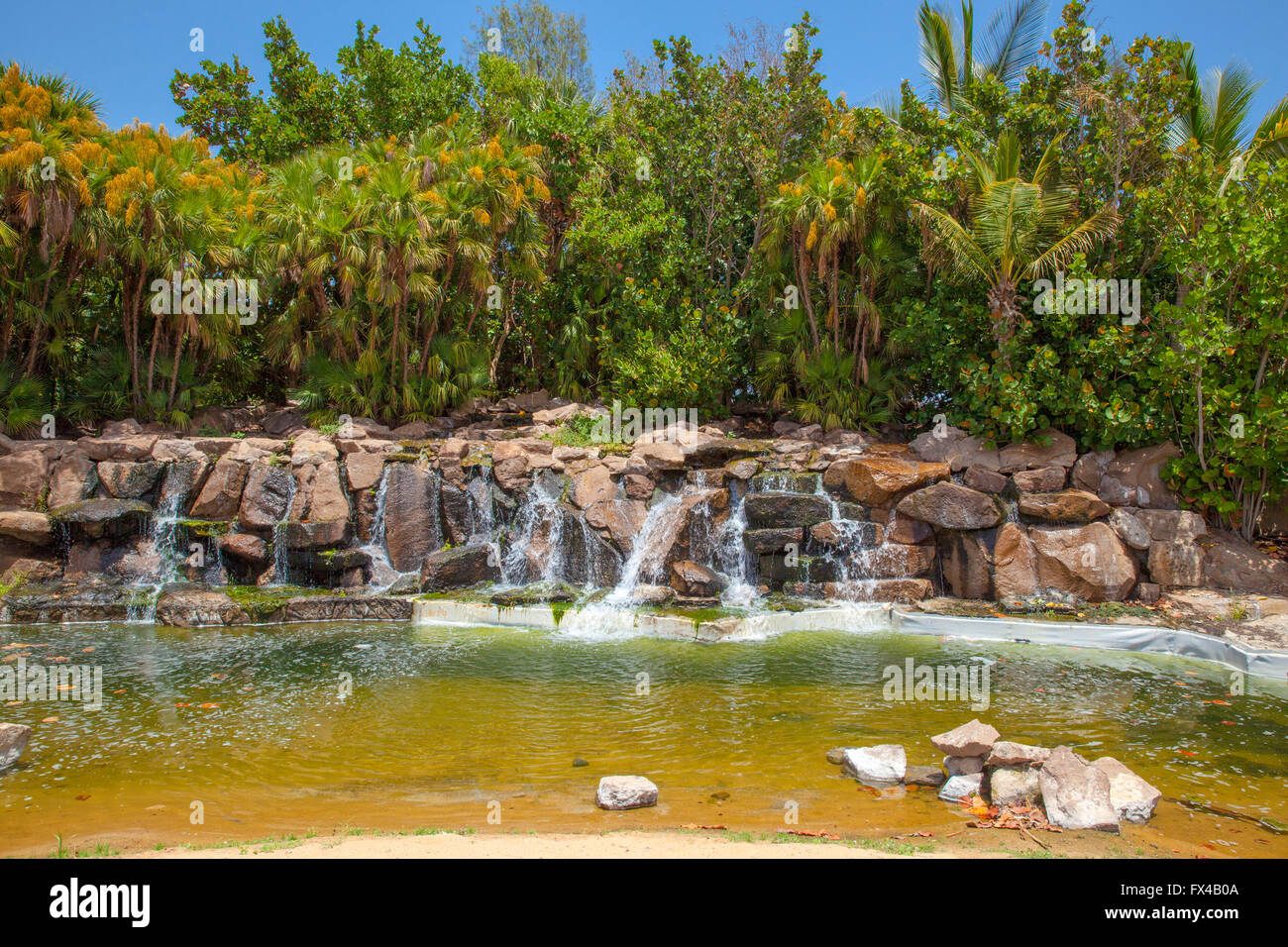 Palmeto Orto Botanico da Santa Cruz de Tenerife Foto Stock