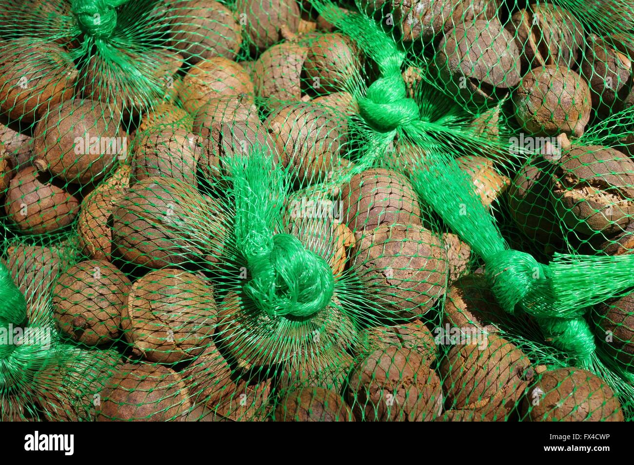Fresco di noci di macadamia nel guscio in un mercato di Hawaii Foto Stock