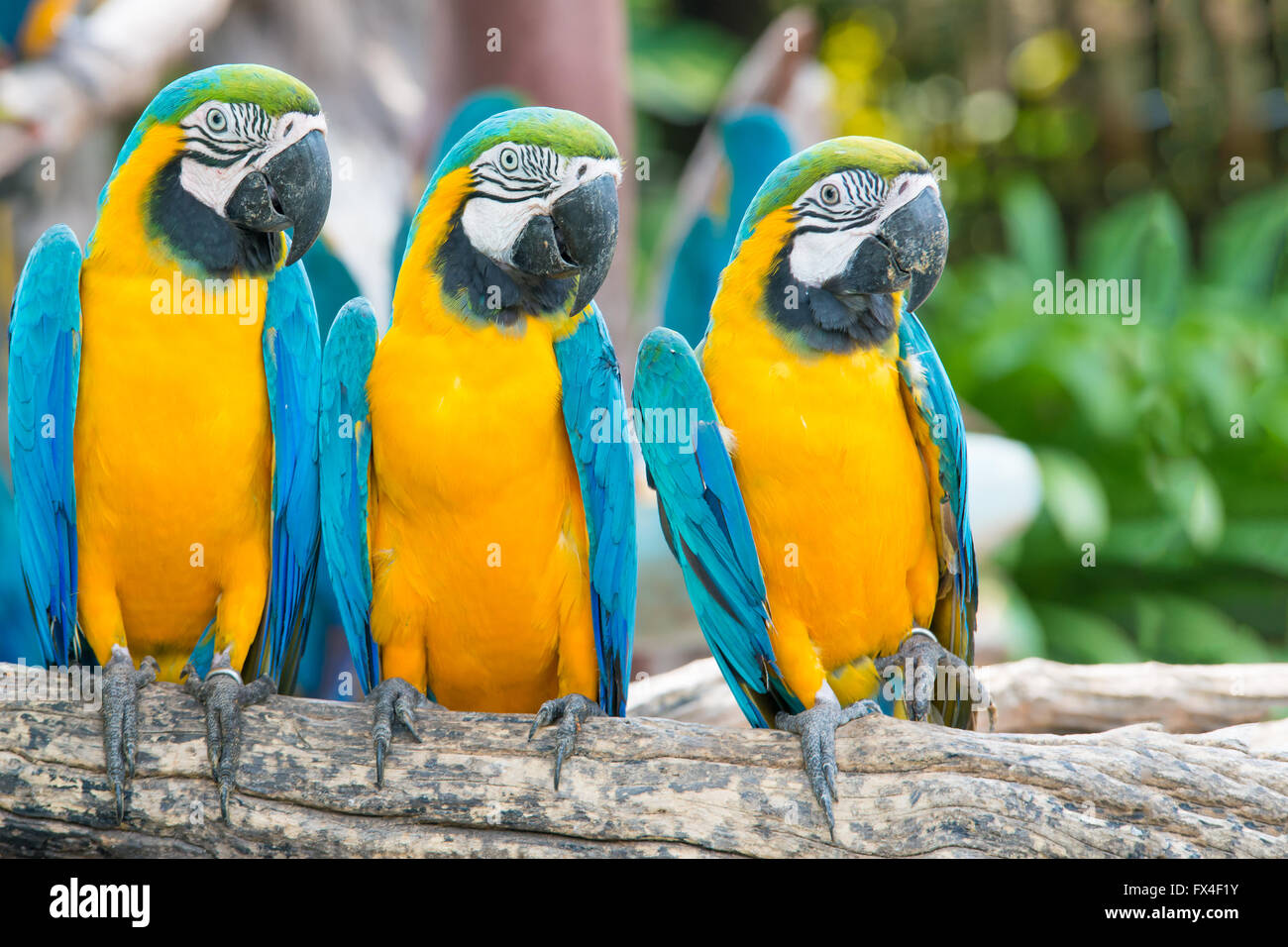 Blu e Oro Macaw nella foresta Foto Stock