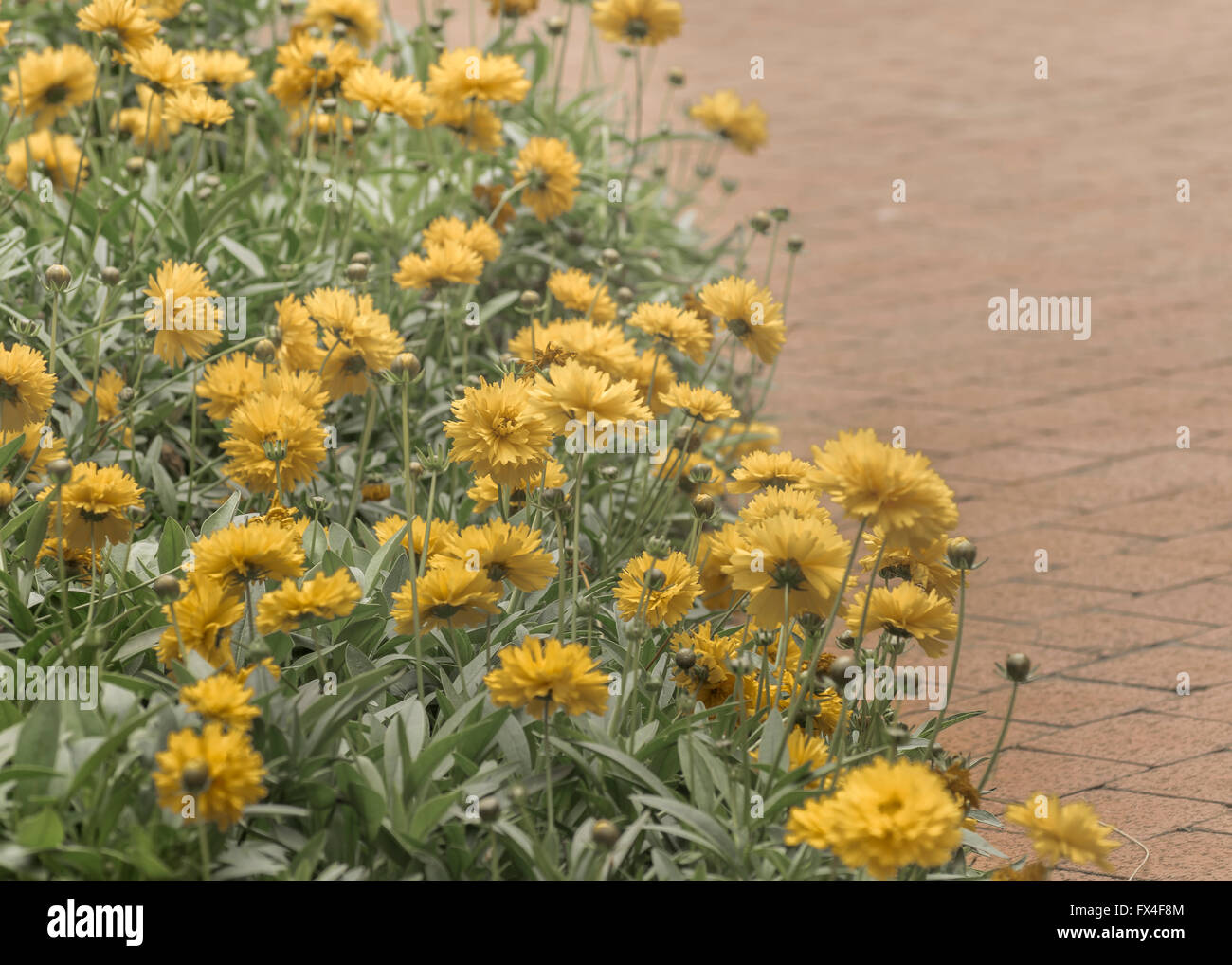 Bel gruppo di garofani di giallo dei fiori in toni vivaci in giardino. Foto Stock