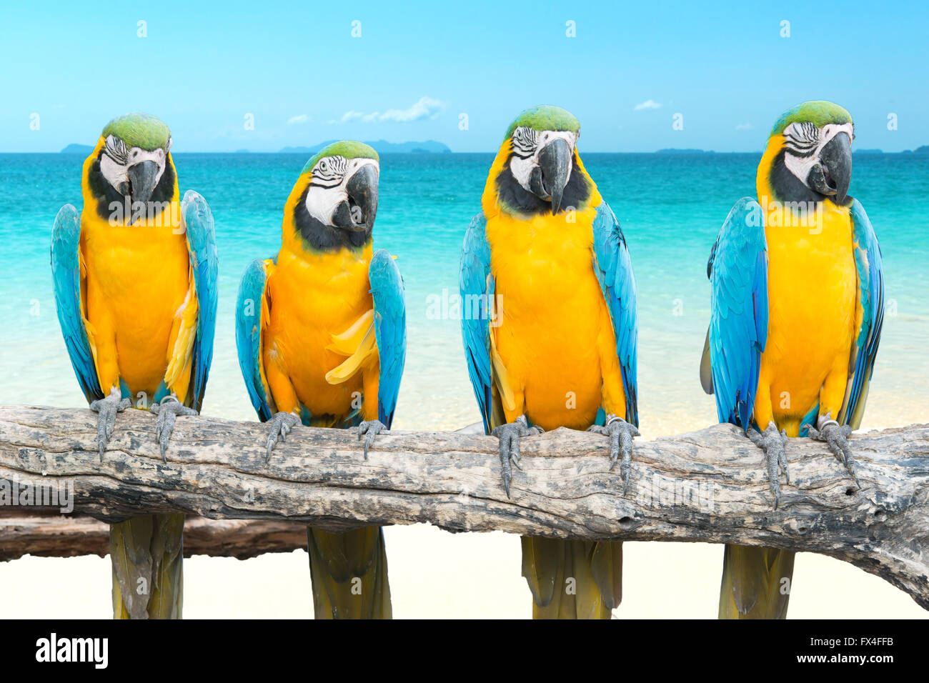 Blu e Oro Macaw sulla tropicale bella spiaggia e mare Foto Stock
