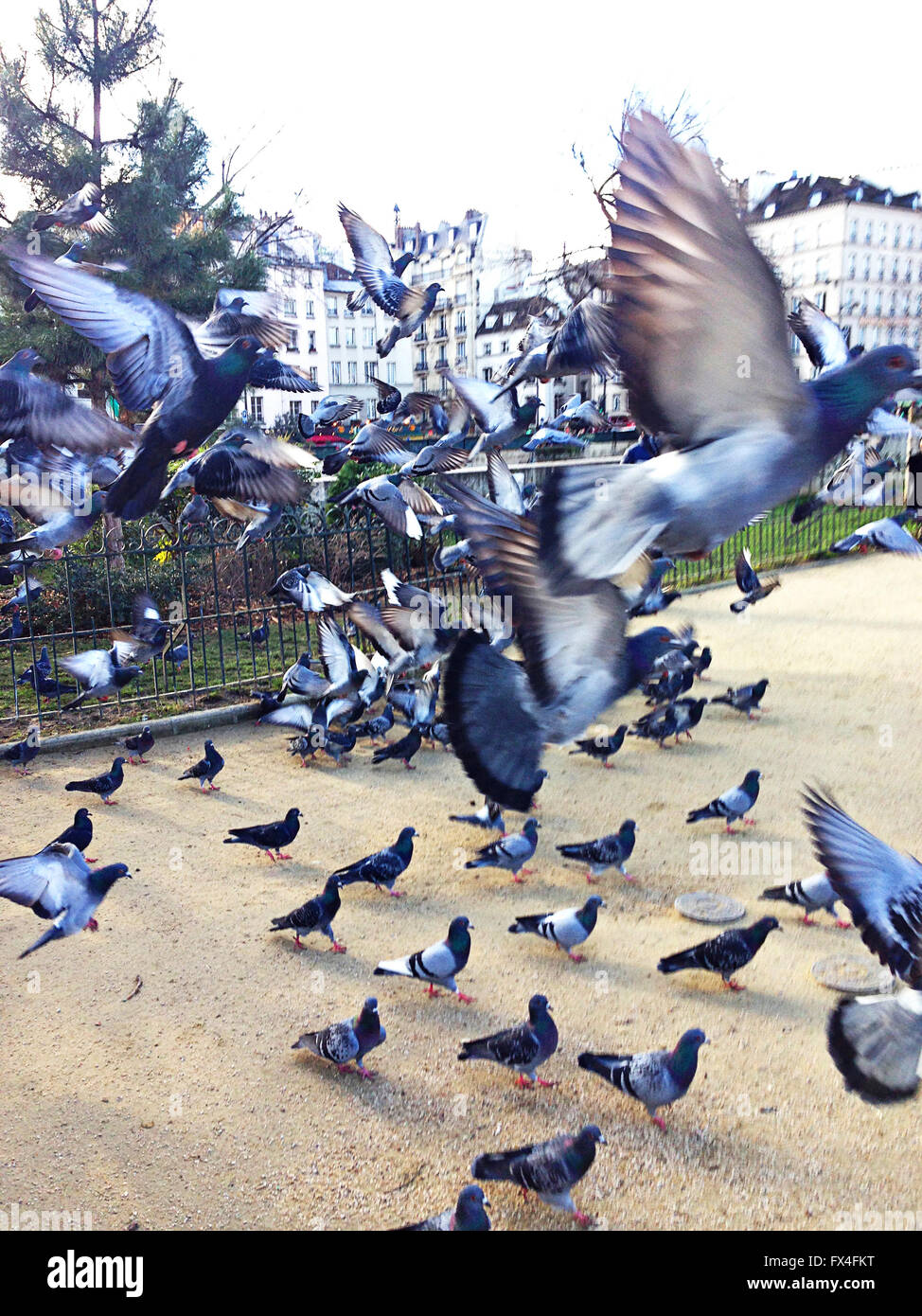 Piccioni volare a Parigi Foto Stock