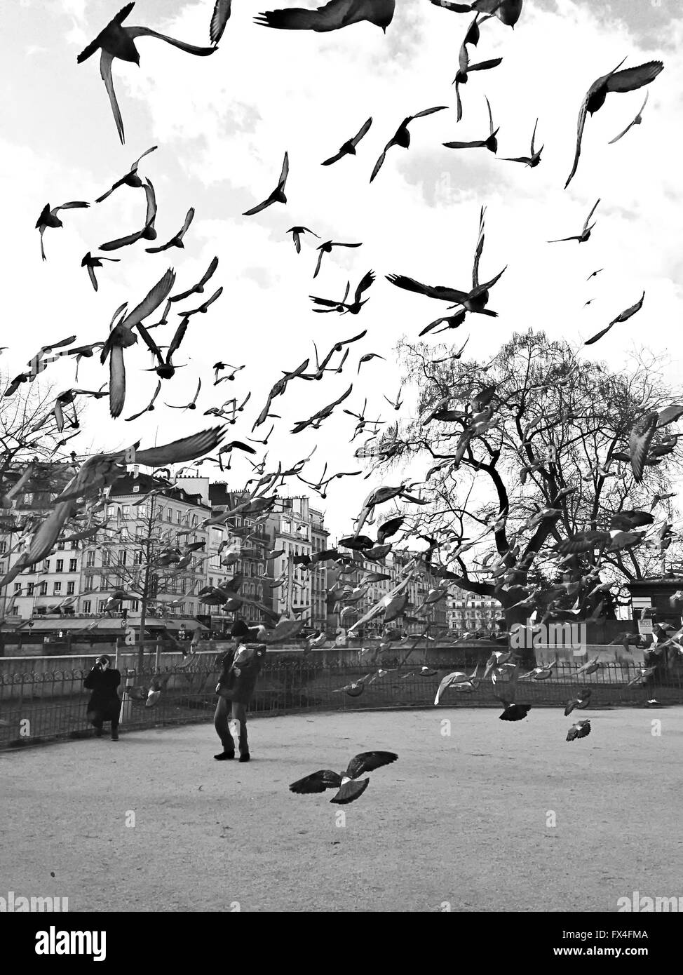Piccioni volare a Parigi Foto Stock