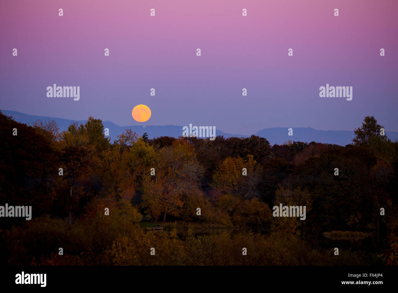 Nello autunno questo harvest moon salire su foglie di autunno colori e alberi è fotografato da lontano per mostrare il colore e il cielo al Foto Stock