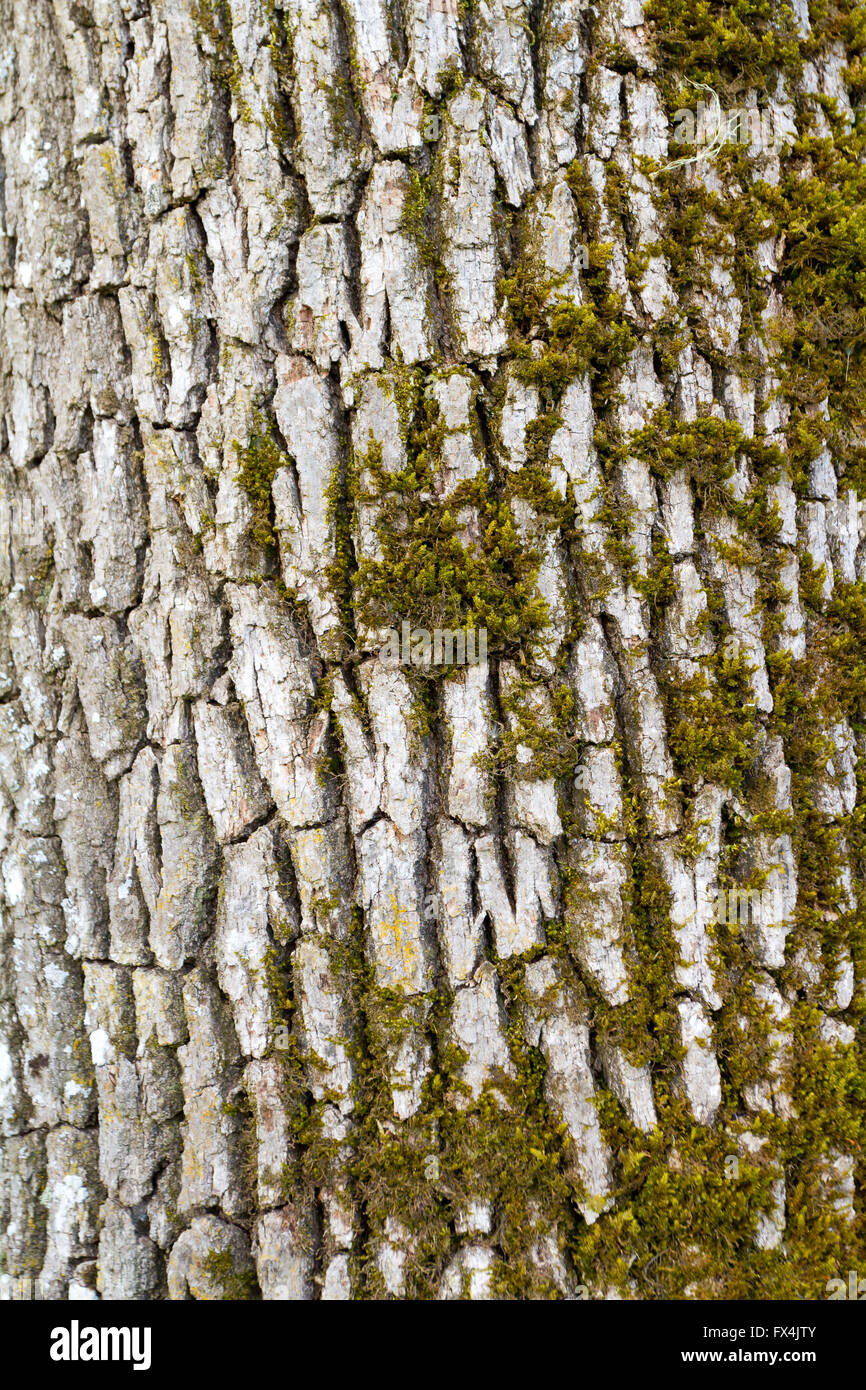 La corteccia di un albero è fotografato come un astratto verticale a colori. Natura texture di sfondo immagine. Foto Stock