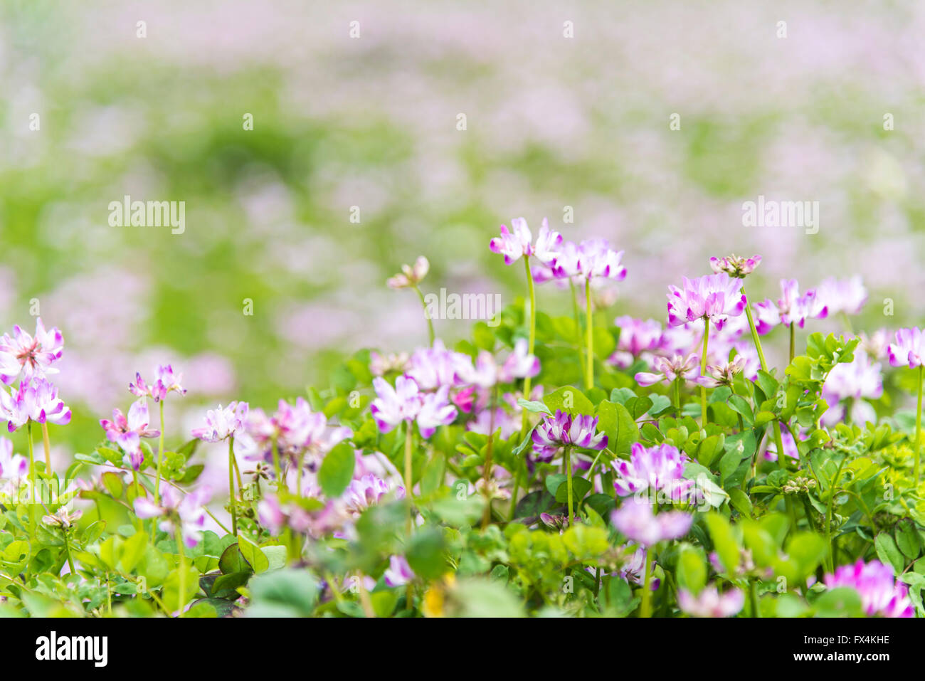 Isehara City, Giappone. 10 Aprile, 2016. Latte cinese veccia fiori (astragalo sinicus o Renge o Genge) Fiori in piena fioritura, Isehara City, nella prefettura di Kanagawa,Japan Credit: EDU Vision/Alamy Live News Foto Stock