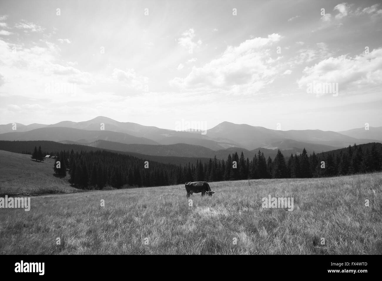 Aprile 11, 2016 - Carpazi, Ucraina - Carpazi (credito Immagine: © Nazar Gonchar via ZUMA filo) Foto Stock