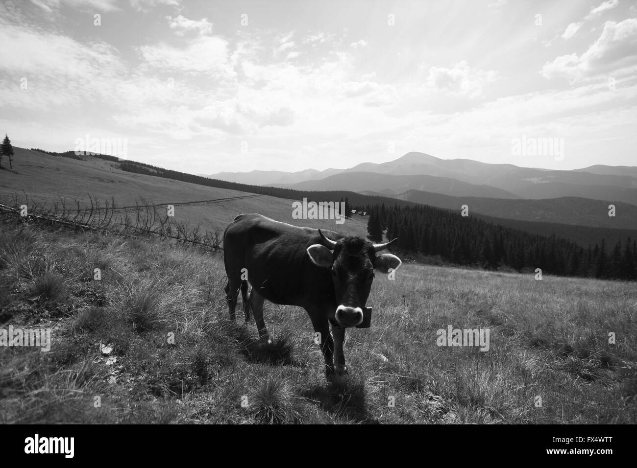 Aprile 11, 2016 - Carpazi, Ucraina - Carpazi (credito Immagine: © Nazar Gonchar via ZUMA filo) Foto Stock