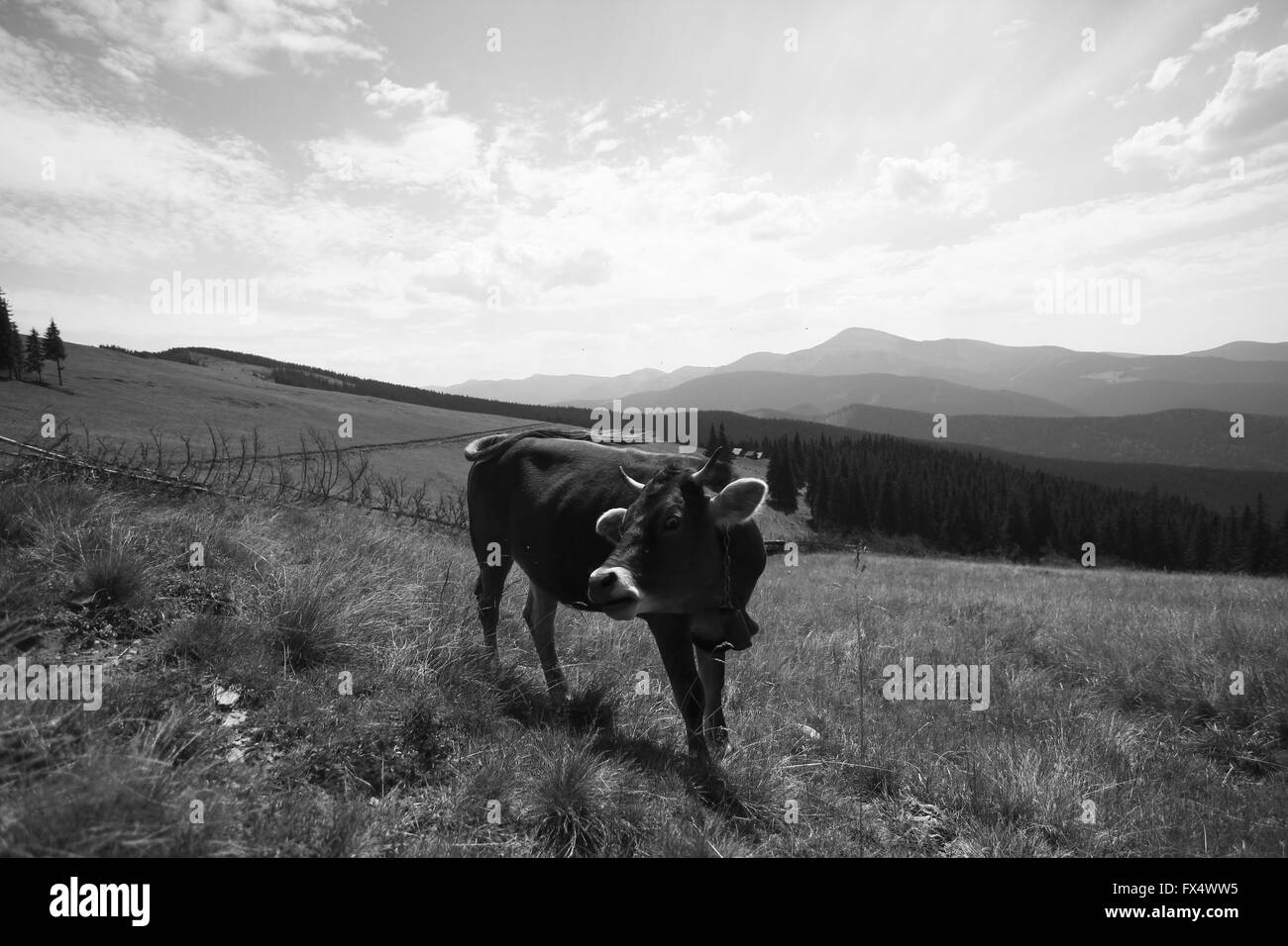Aprile 11, 2016 - Carpazi, Ucraina - Carpazi (credito Immagine: © Nazar Gonchar via ZUMA filo) Foto Stock