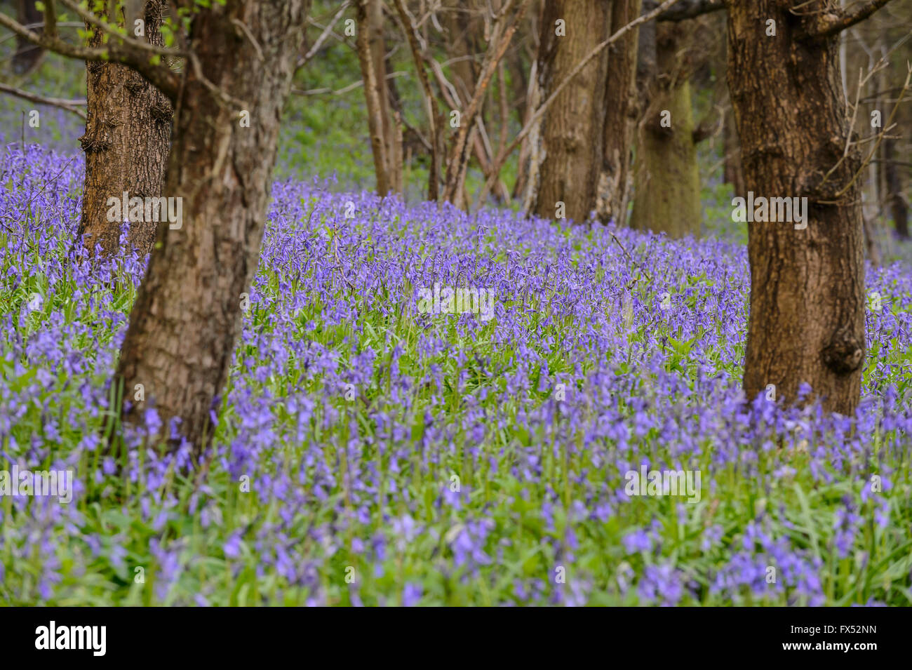 Inglese bluebells crescendo sul confine di un legno nel Warwickshire, Inghilterra, Regno Unito Foto Stock