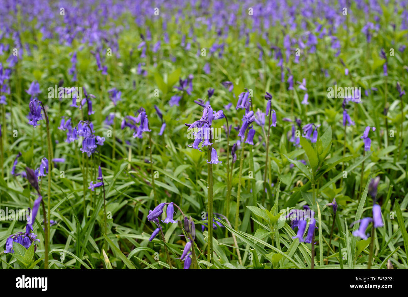 Inglese bluebells crescendo sul confine di un legno nel Warwickshire, Inghilterra, Regno Unito Foto Stock