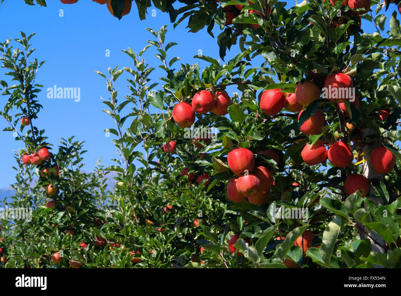 Apfel am Baum - Apple su albero 31 Foto Stock