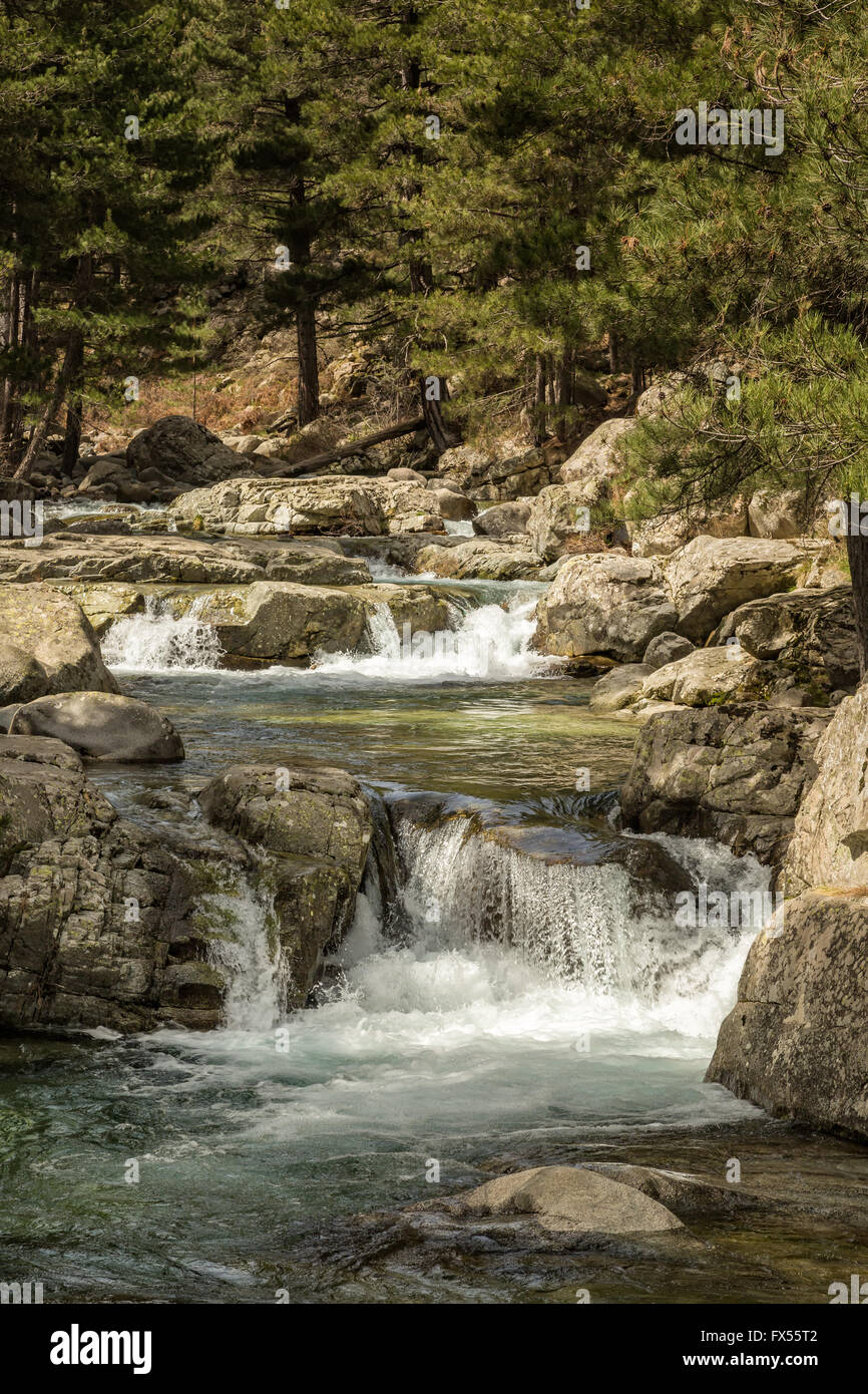 Ruscello di montagna cascate giù tra alberi di pino vicino Albertacce in Corsica Foto Stock