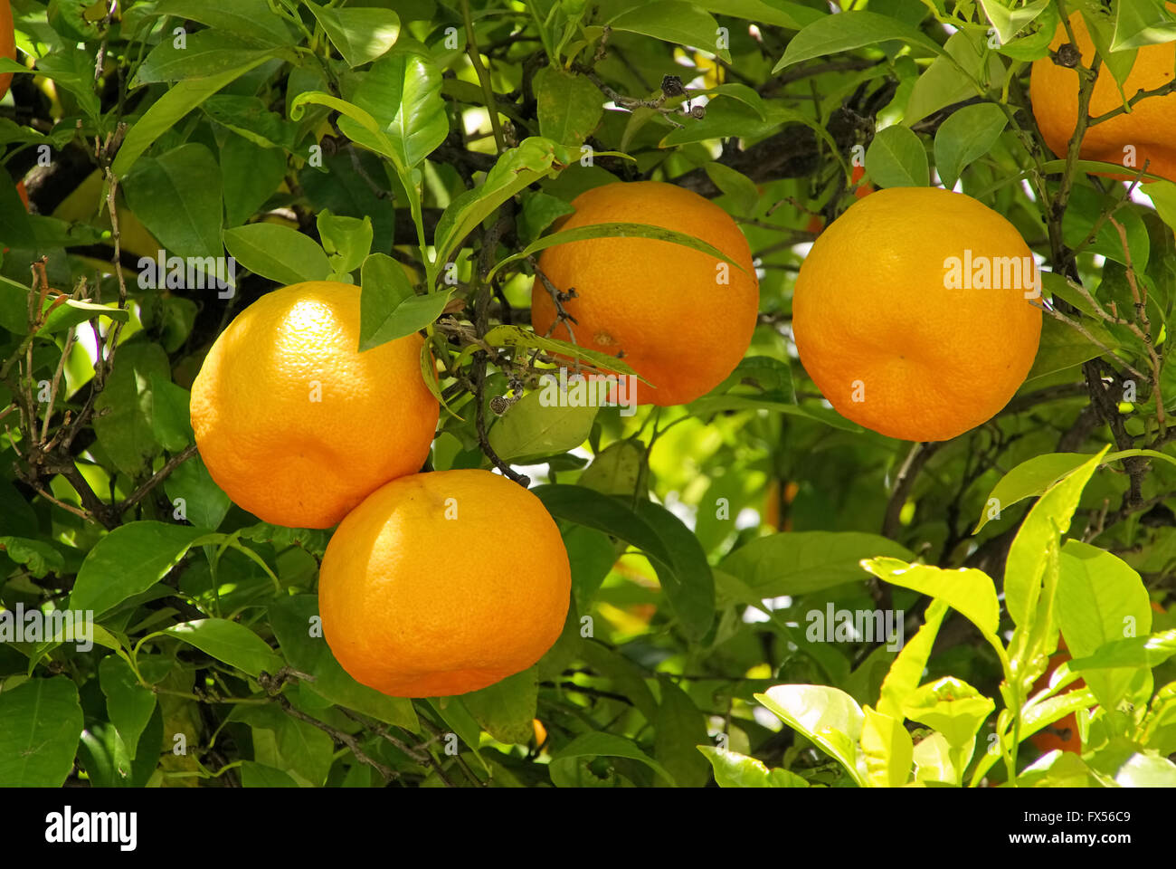 Orange am Baum - frutta di arancia su albero 08 Foto Stock