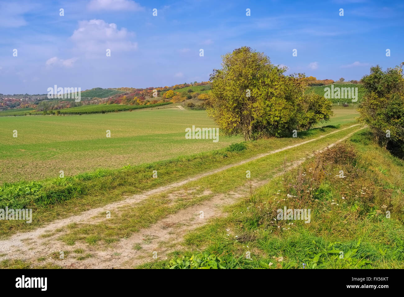 Saale Unstrut Weinberge im Herbst - Saale Unstrut vigneti in Germania in autunno Foto Stock