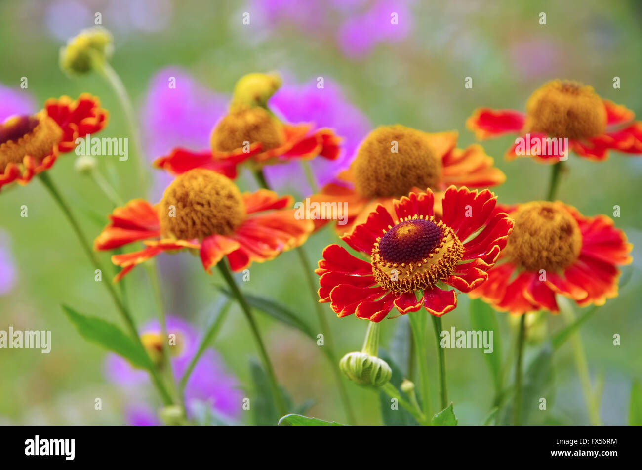 Sonnenbraut - Helenium fiore nel giardino estivo Foto Stock
