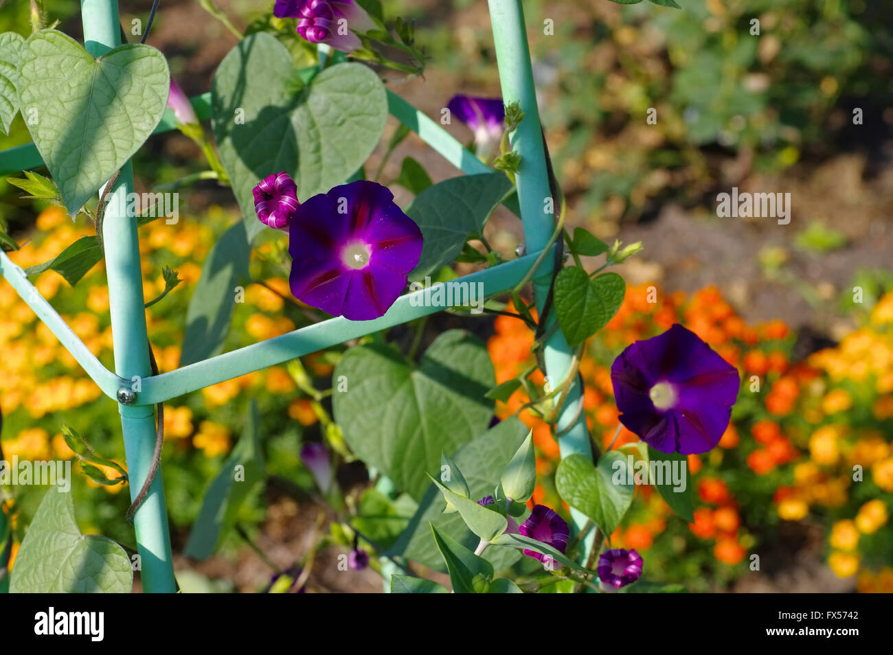 Prunkwinde im Garten - Ipomoea tricolore fiore nel giardino, estate Foto Stock