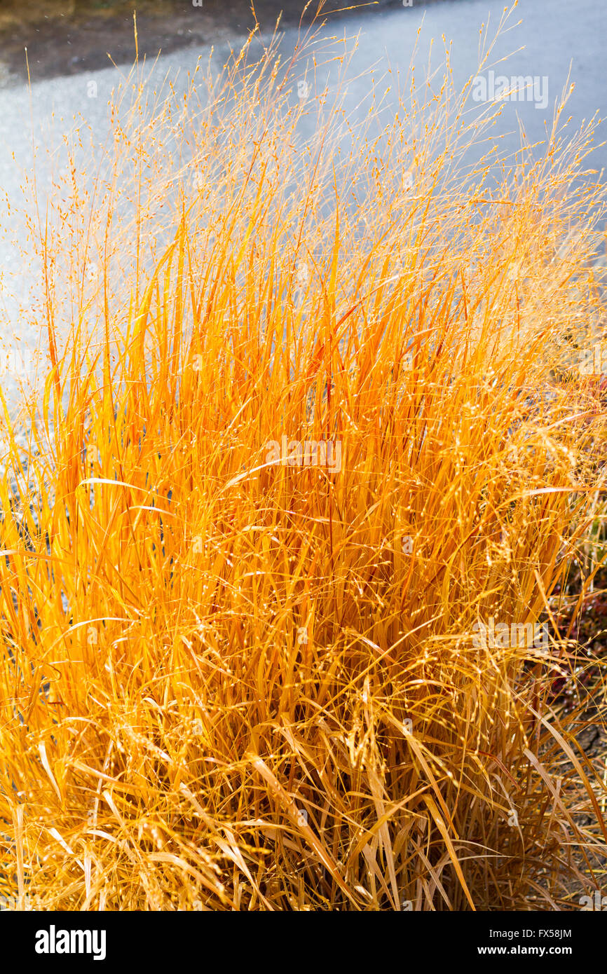 La texture di erba in un campo in un campo da golf durante l inverno cercando quasi morto. Foto Stock