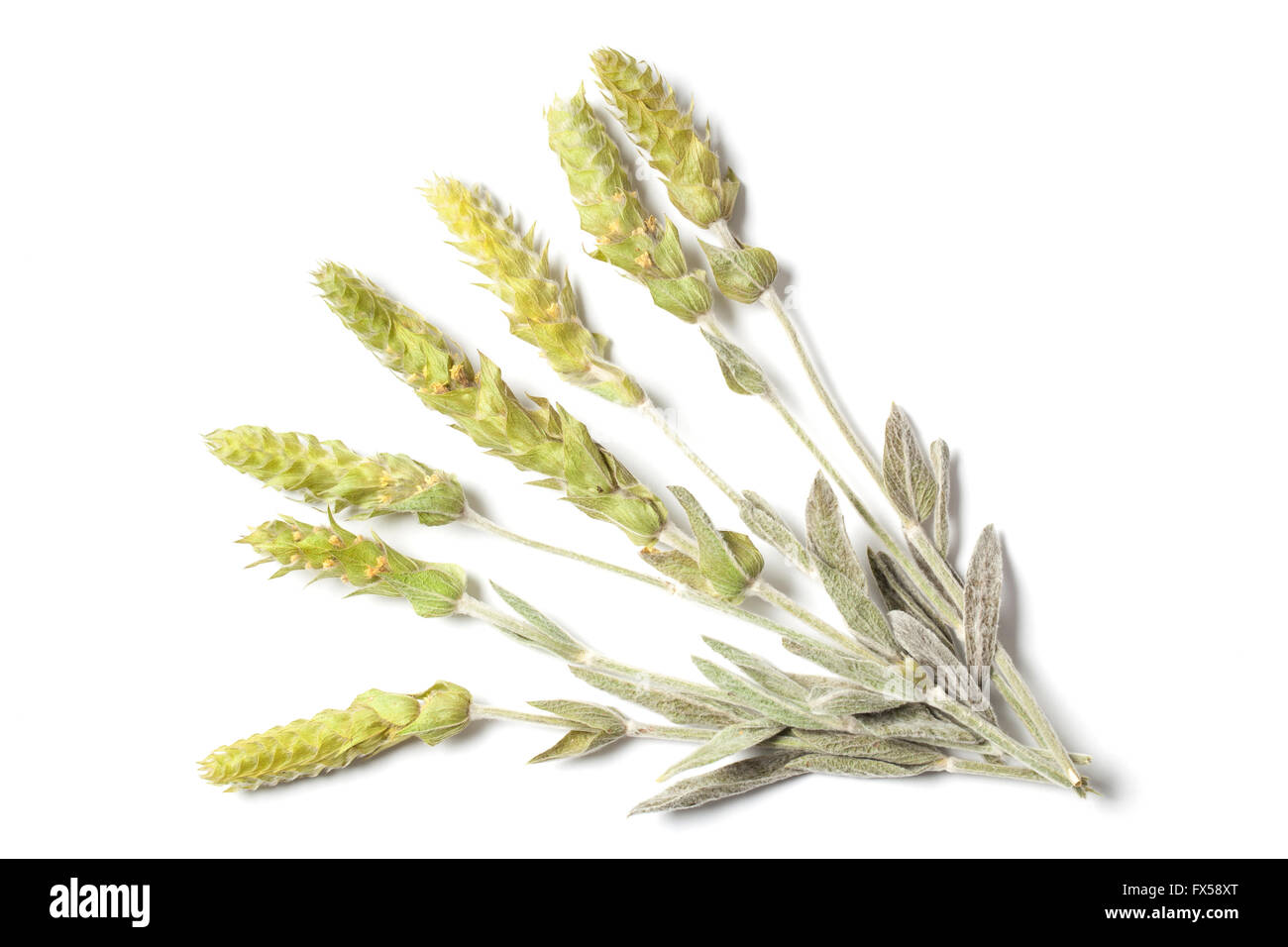 Diverse le erbe essiccate steli di un tè di montagna Sideritis Scardica isolati su sfondo bianco. L'erba anche chiamato Eroe verde Foto Stock